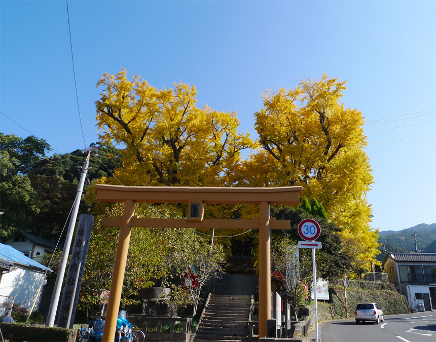 夫婦銀杏