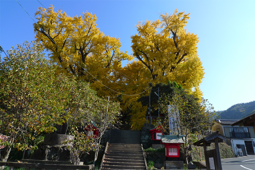 夫婦銀杏